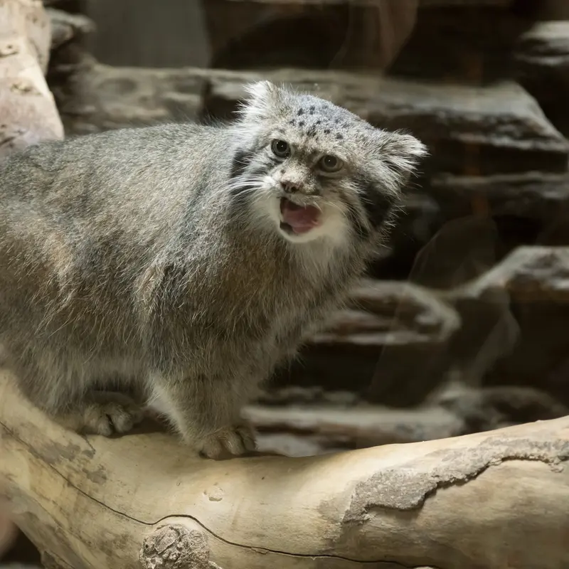 A photograph of Klyon in Ueno Zoological Gardens