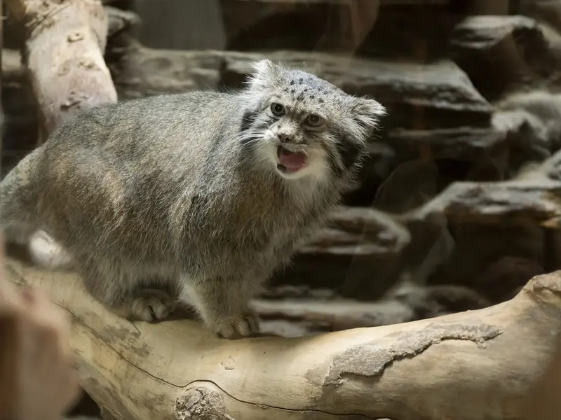A photograph of Klyon in Ueno Zoological Gardens
