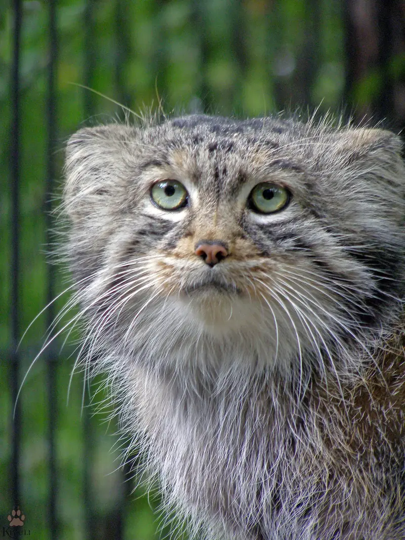 A photograph of a Pallas's cat