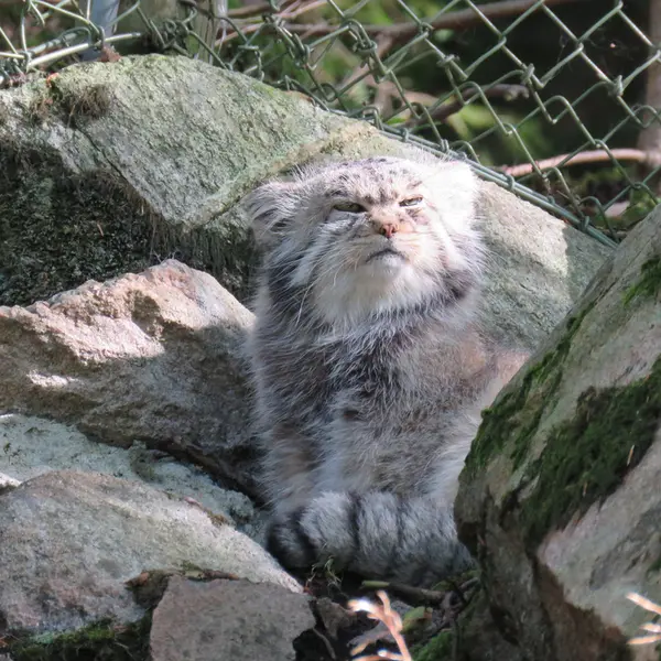 A photograph of Pabu in Nordens Ark