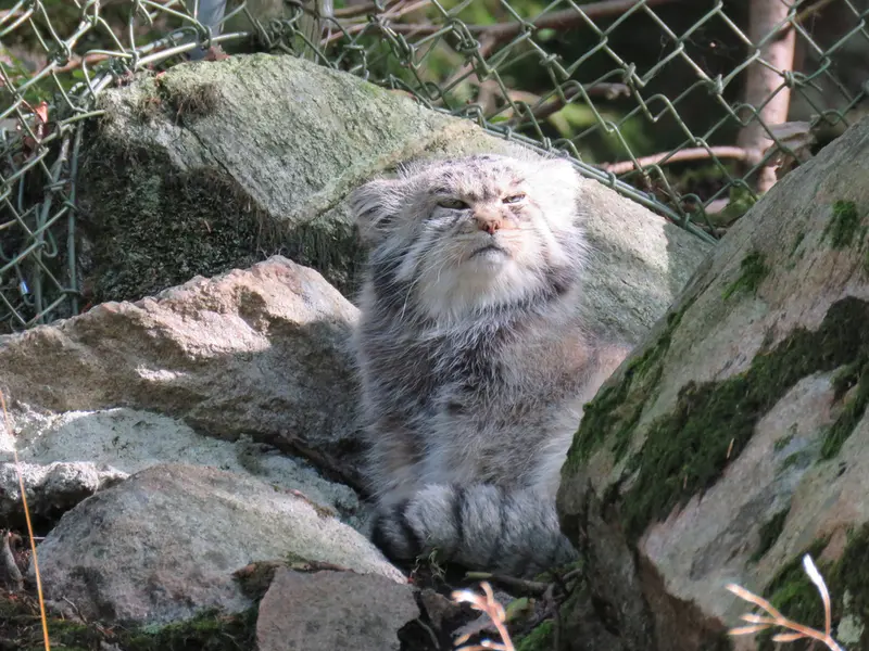 A photograph of Pabu in Nordens Ark