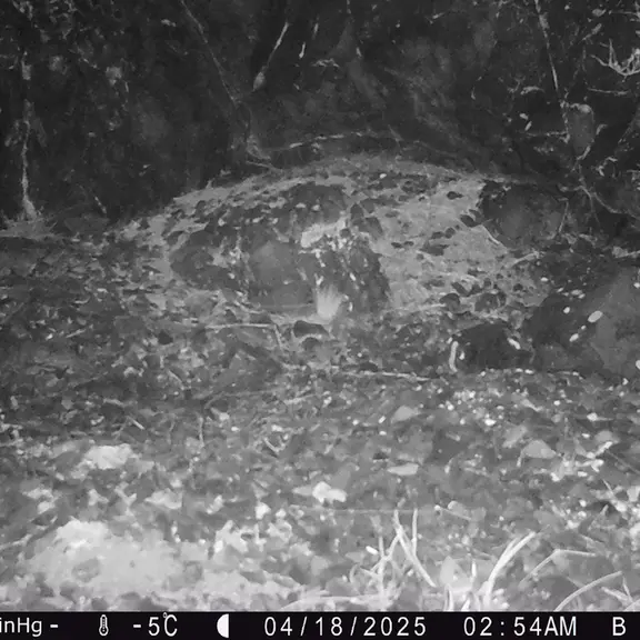 A photograph of Otocolobus manul manul from Egizkara [new] camera trap