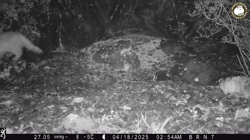 A photograph of Otocolobus manul manul from Egizkara [new] camera trap