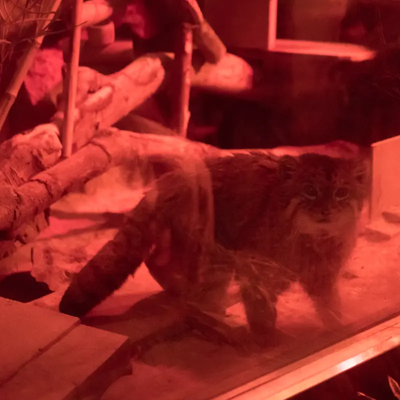 A photograph of Naim in Ueno Zoological Gardens
