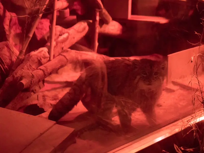 A photograph of Naim in Ueno Zoological Gardens