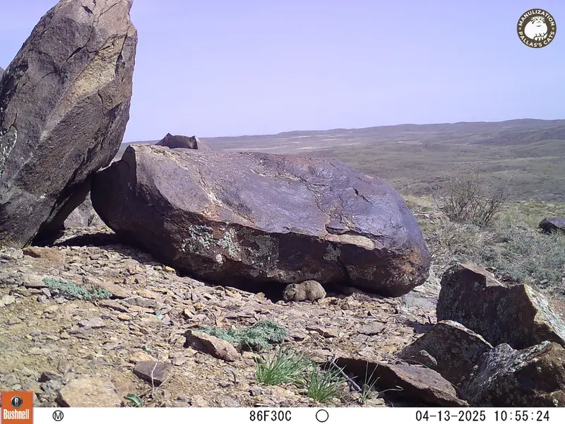 A photograph of Kazakh pika from Koshkar camera trap