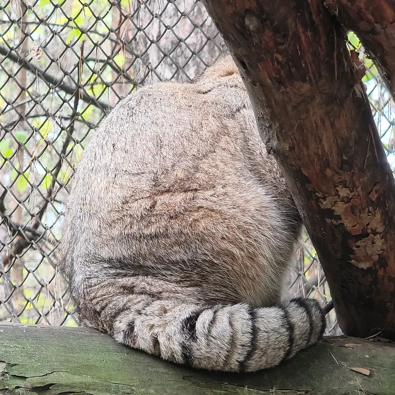 A photograph of George in Novosibirsk Zoo
