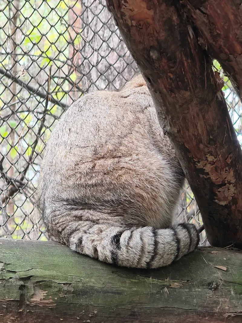 A photograph of George in Novosibirsk Zoo