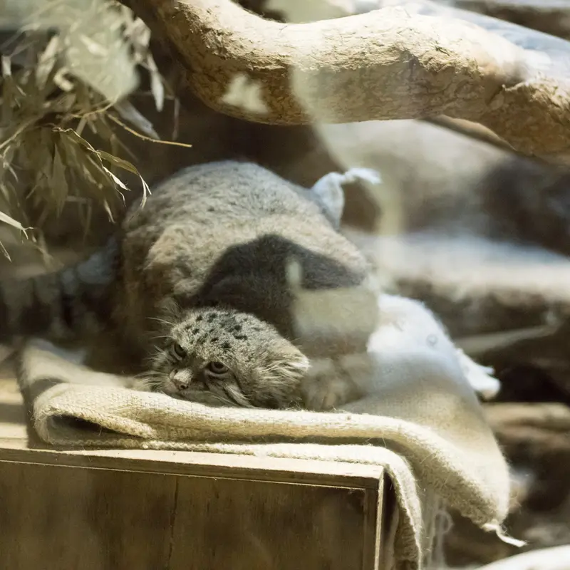 A photograph of Klyon in Ueno Zoological Gardens