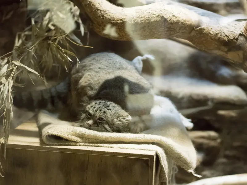 A photograph of Klyon in Ueno Zoological Gardens