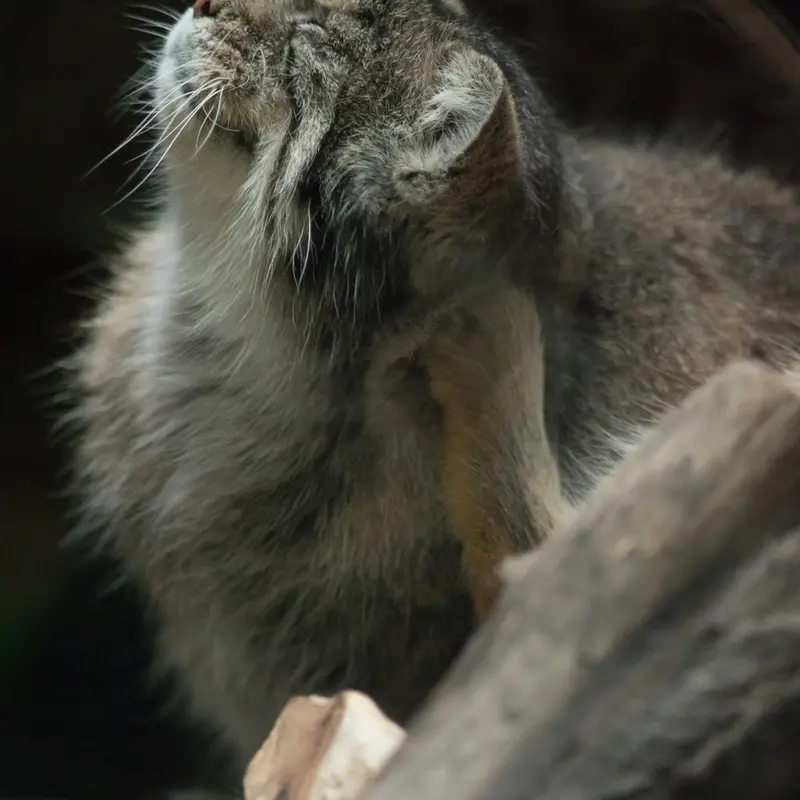 A photograph of Primula in Ueno Zoological Gardens