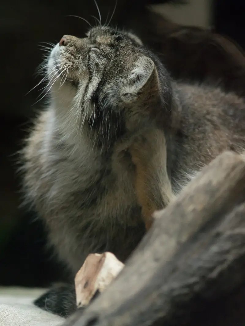 A photograph of Primula in Ueno Zoological Gardens
