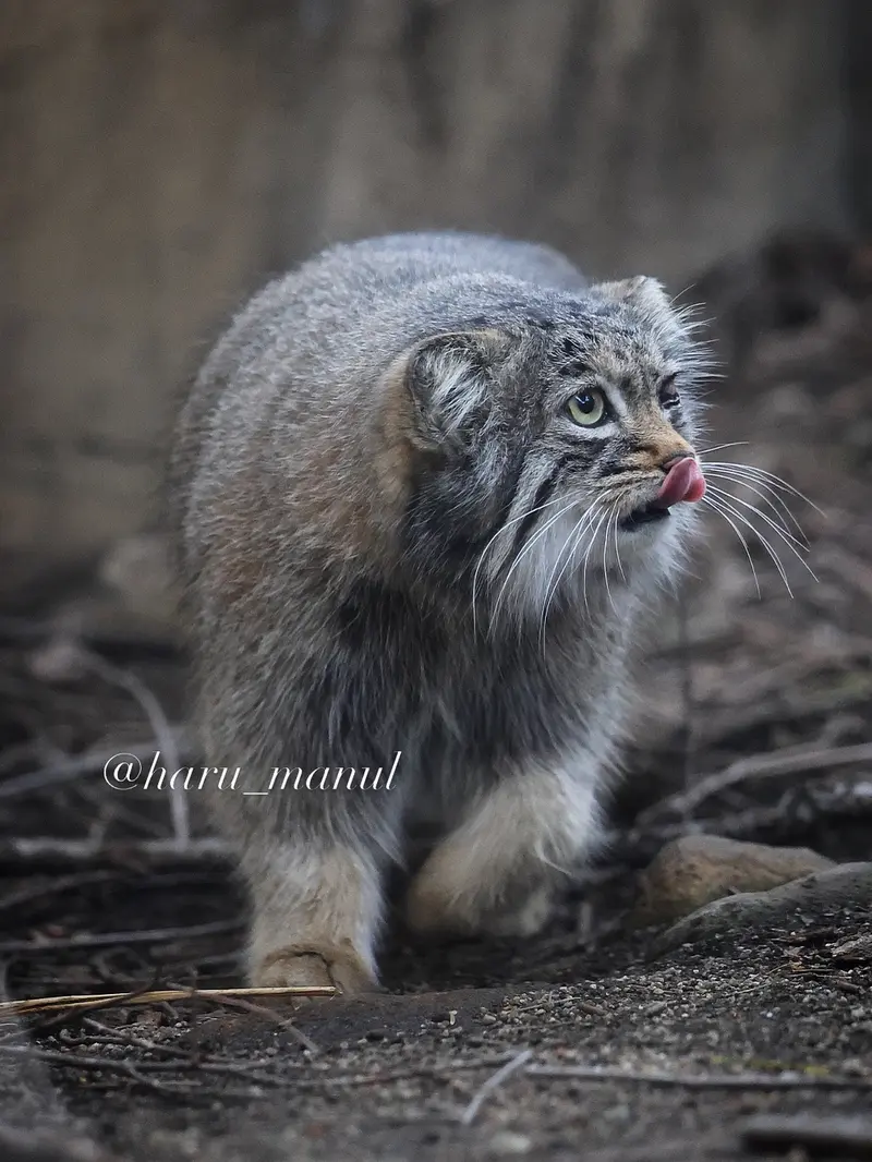 A photograph of Abrikos in Nasu Animal Kingdom
