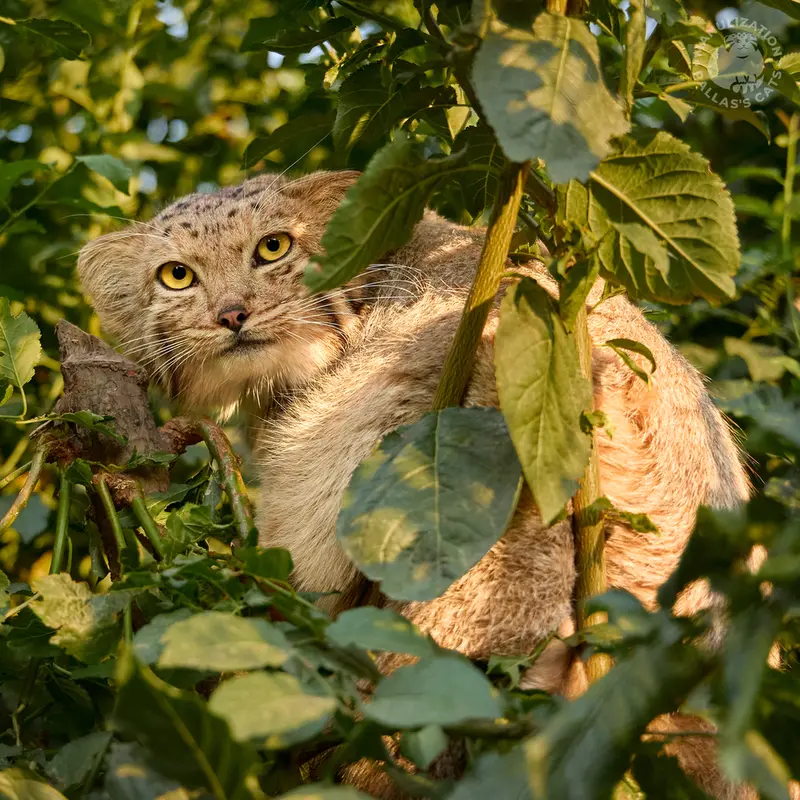 A photograph of Manó in Yerevan Zoo
