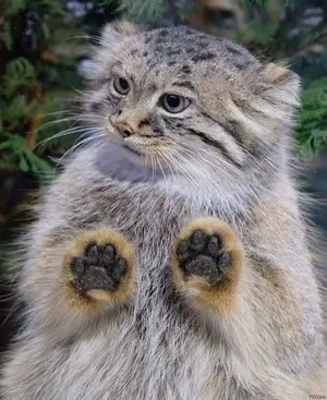 A photograph of a Pallas's cat