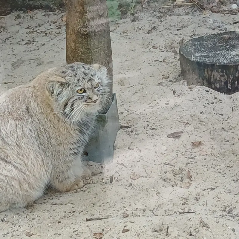 A photograph of Kitten of Alani b.2026 Ⅰ in Košice Zoo