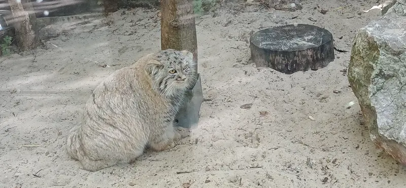 A photograph of Kitten of Alani b.2026 Ⅰ in Košice Zoo