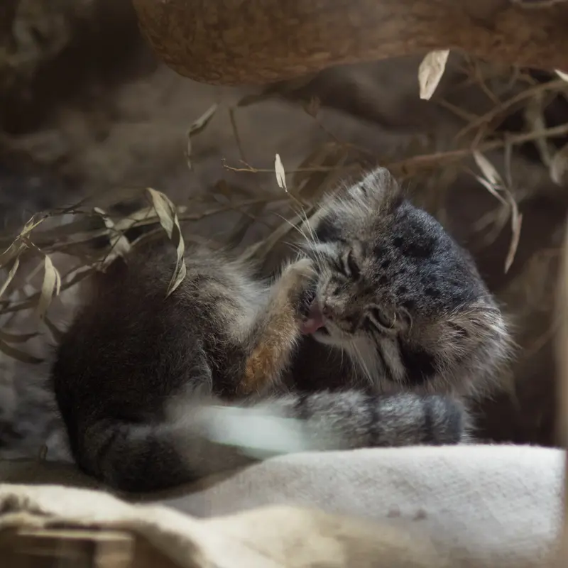 A photograph of Klyon in Ueno Zoological Gardens