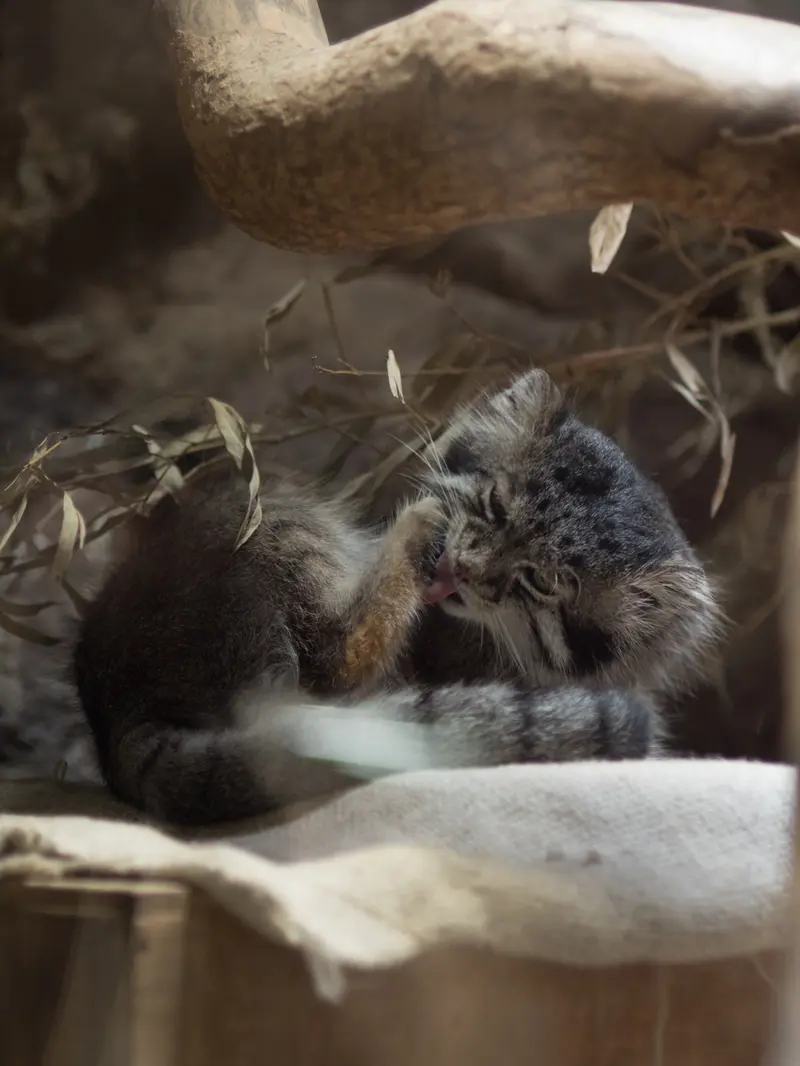 A photograph of Klyon in Ueno Zoological Gardens