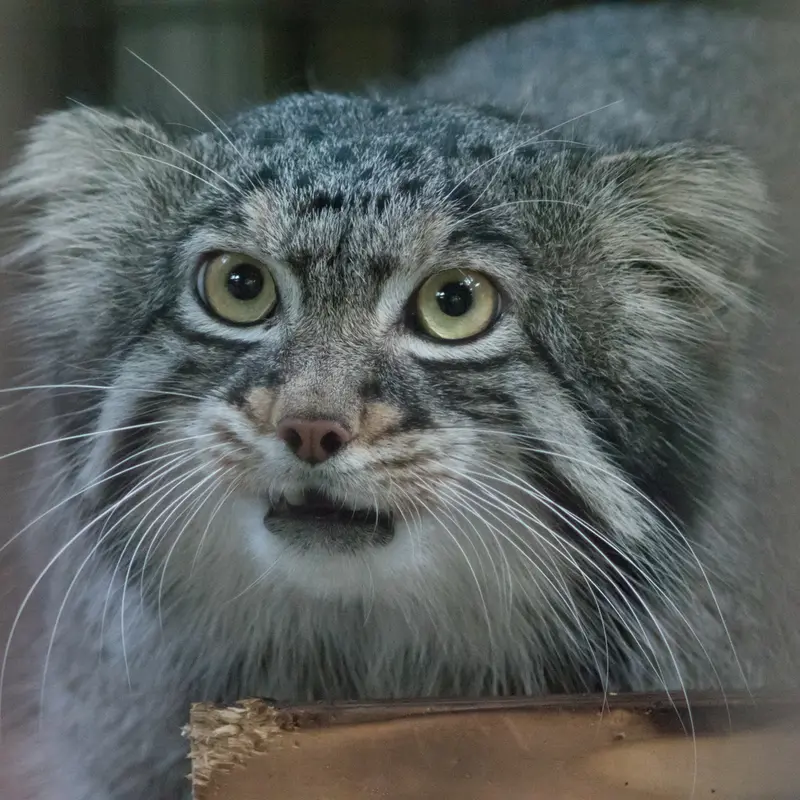 A photograph of Figa in Nogeyama Zoo