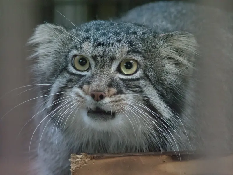 A photograph of Figa in Nogeyama Zoo