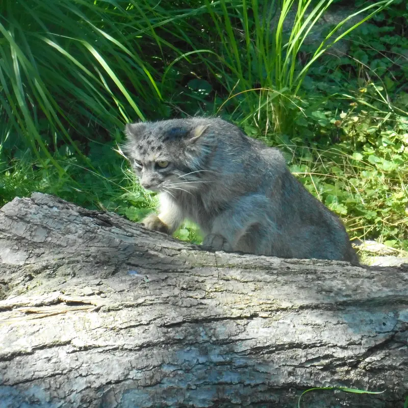A photograph of a Pallas's cat