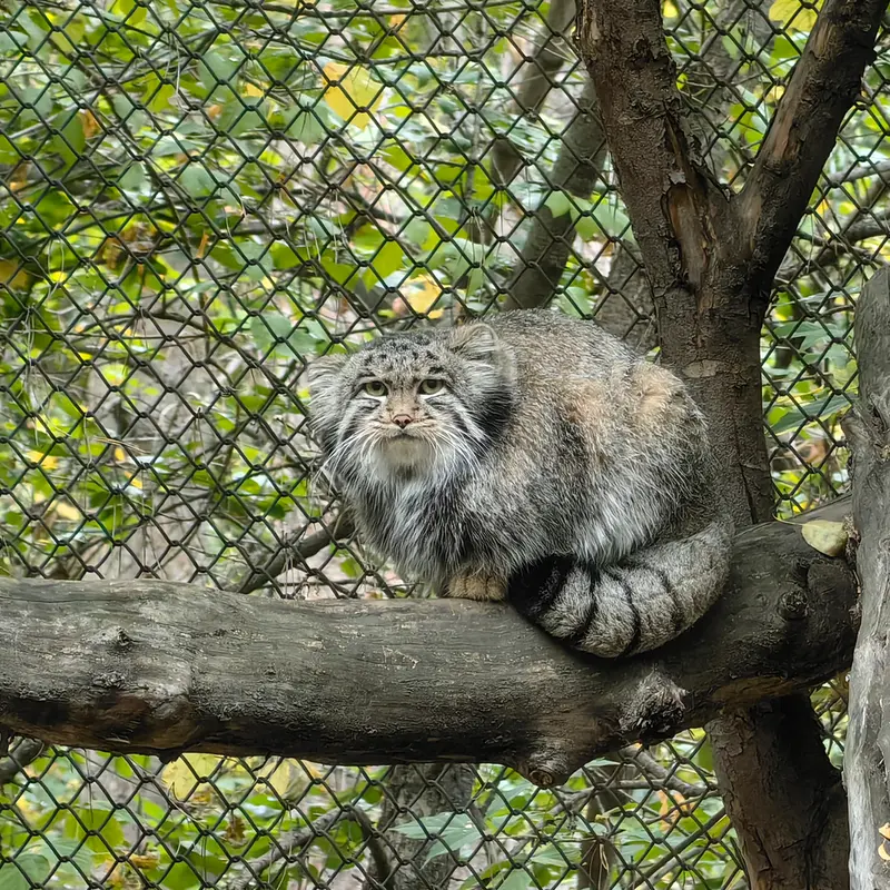 A photograph of Grey in Novosibirsk Zoo