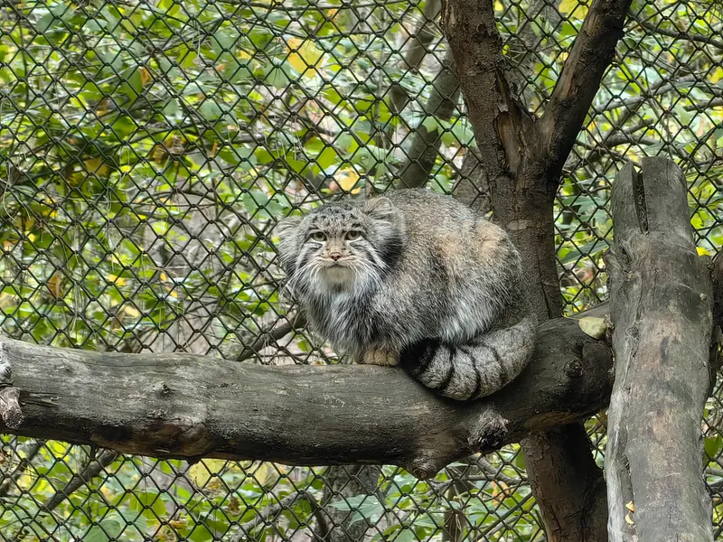 A photograph of Grey in Novosibirsk Zoo