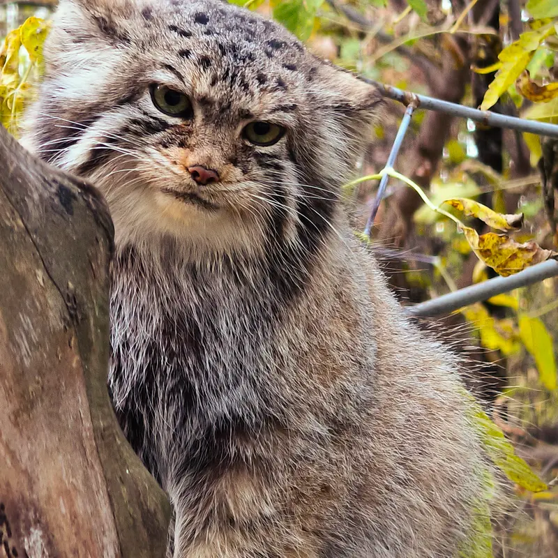 A photograph of Eve in Novosibirsk Zoo