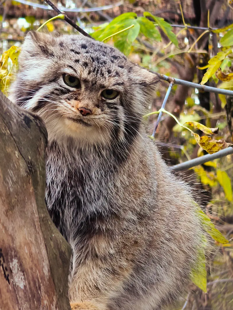 A photograph of Eve in Novosibirsk Zoo
