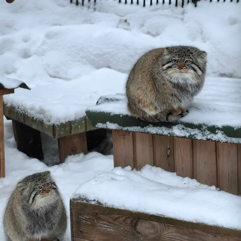 A photograph of Son of Eve 2024 Ⅱ in Novosibirsk Zoo