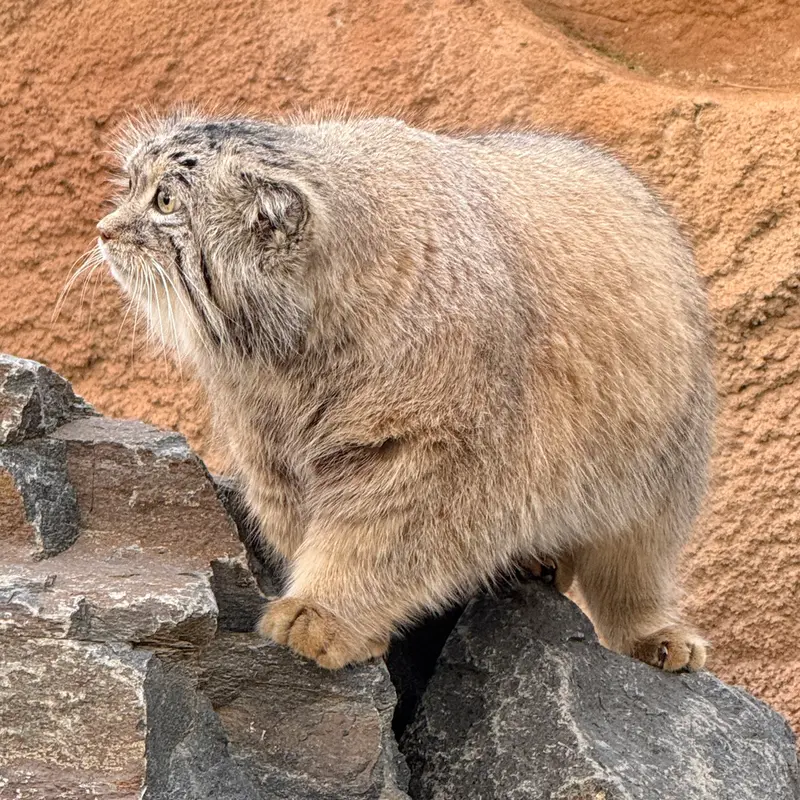 A photograph of Spay in Prague Zoo