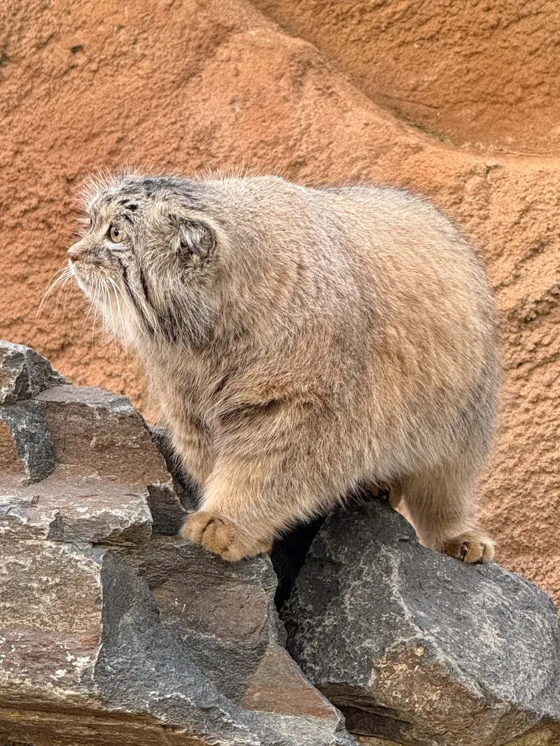 A photograph of Spay in Prague Zoo