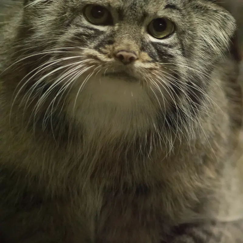 A photograph of Shafran in Ueno Zoological Gardens