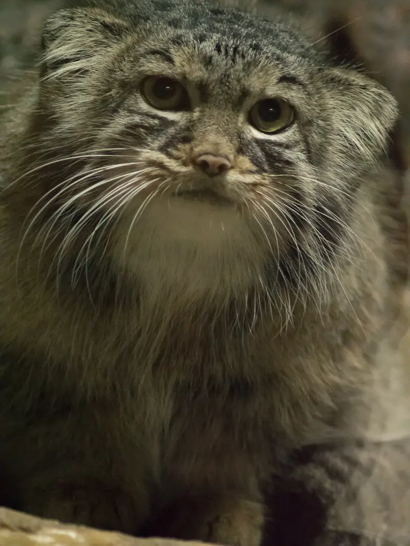 A photograph of Shafran in Ueno Zoological Gardens