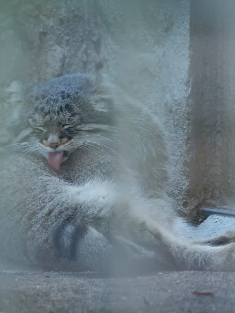 A photograph of Figa in Nogeyama Zoo