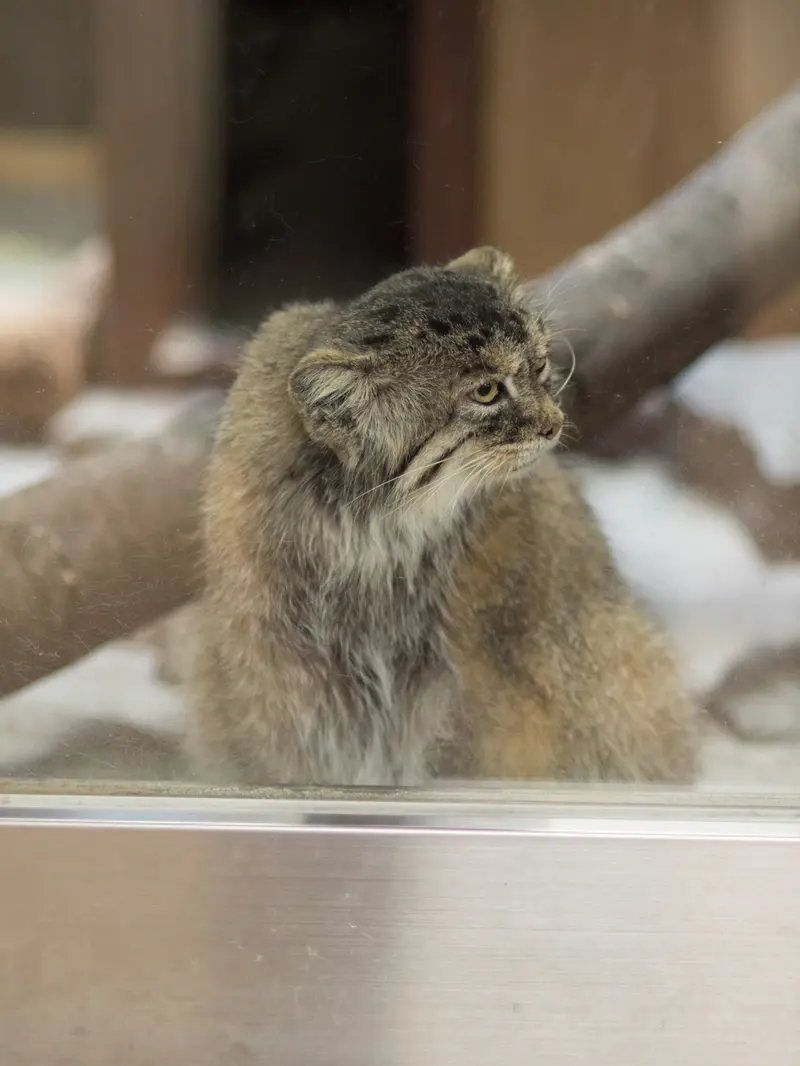 A photograph of Primula in Ueno Zoological Gardens