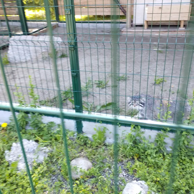 A photograph of Chip in Barnaul zoo “Lesnaya skazka”