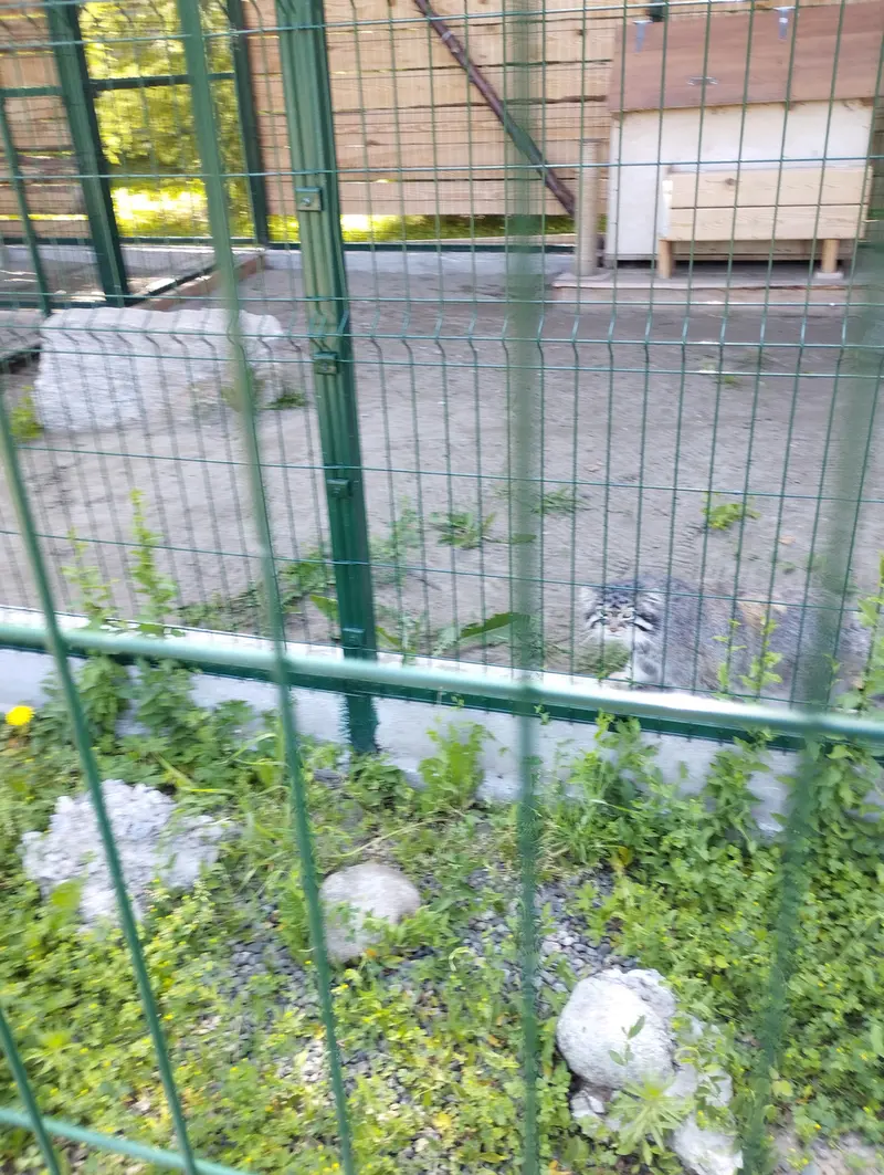 A photograph of Chip in Barnaul zoo “Lesnaya skazka”