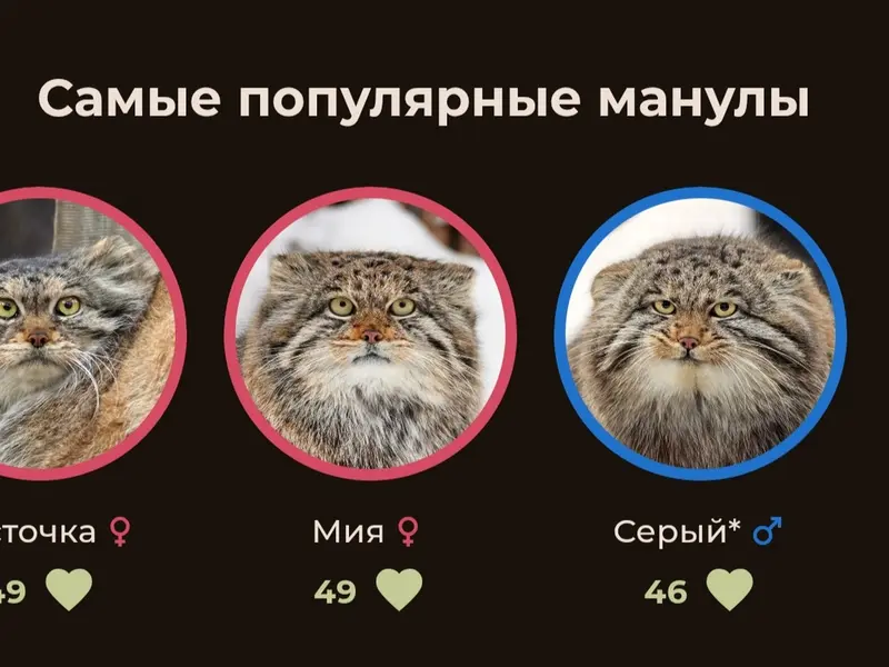 A photograph of a Pallas's cat