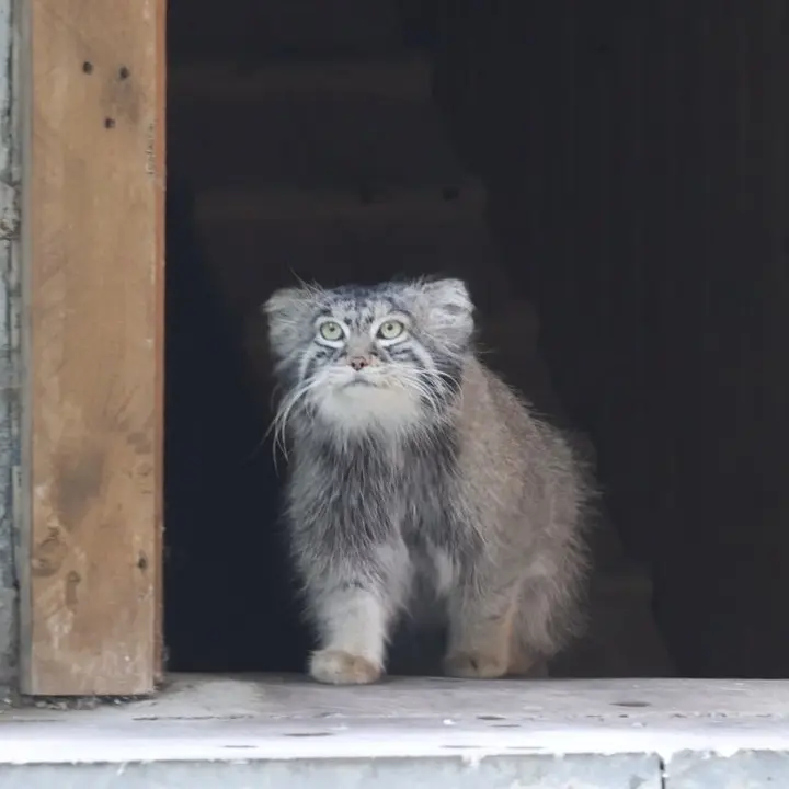 A photograph of a Pallas's cat in Moscow zoo