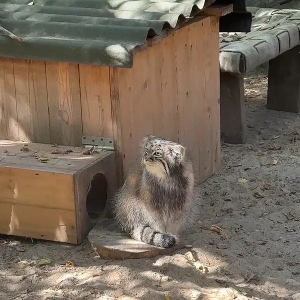 A photograph of a Pallas's cat in Novosibirsk Zoo