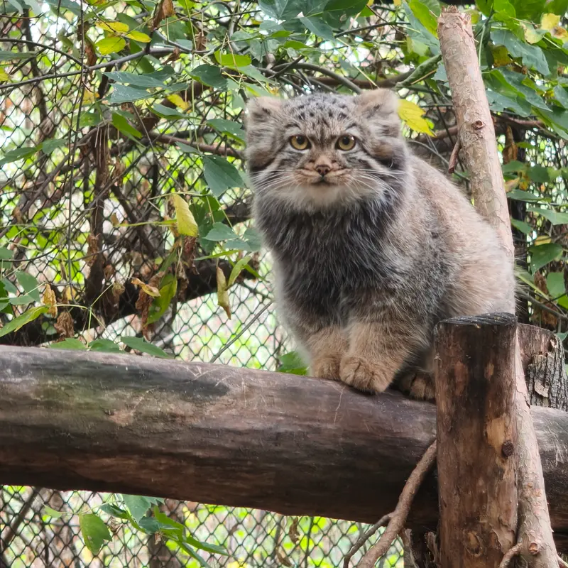 A photograph of a Pallas's cat in Novosibirsk Zoo