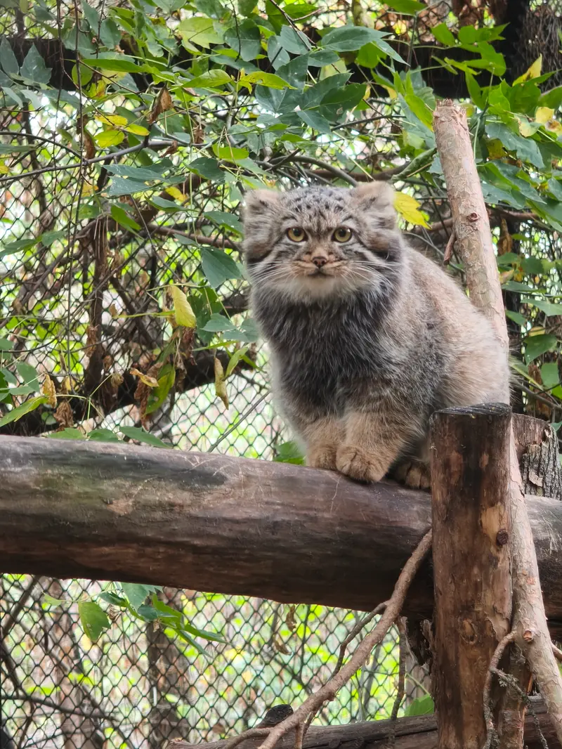 A photograph of a Pallas's cat in Novosibirsk Zoo