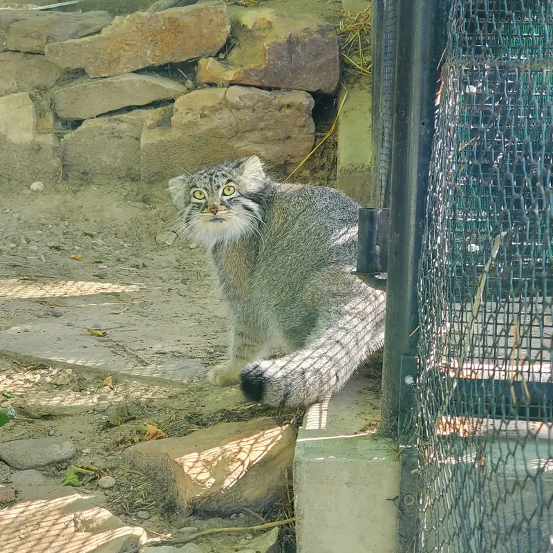 A photograph of Olive in Pueblo Zoo