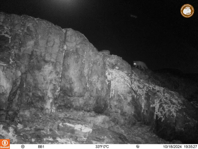 A photograph of Red fox from Aktas-Kunkora camera trap