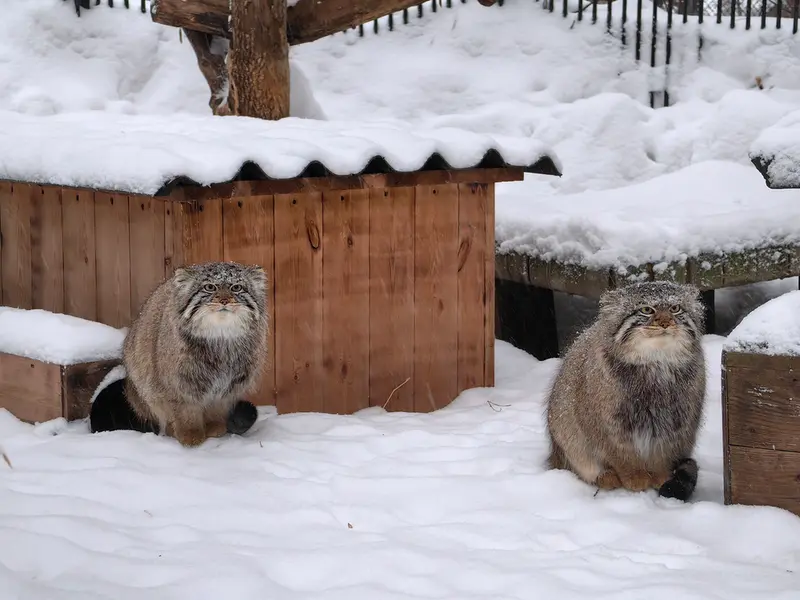 A photograph of Son of Eve 2024 Ⅱ and Son of  Eve 2024 Ⅳ in Novosibirsk Zoo