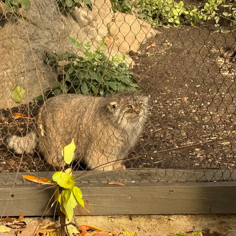 A photograph of Sarnai in Prospect Park Zoo