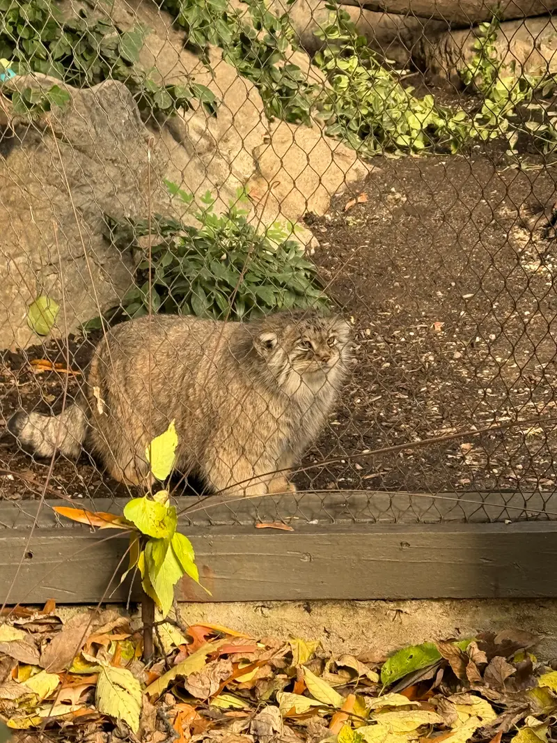 A photograph of Sarnai in Prospect Park Zoo