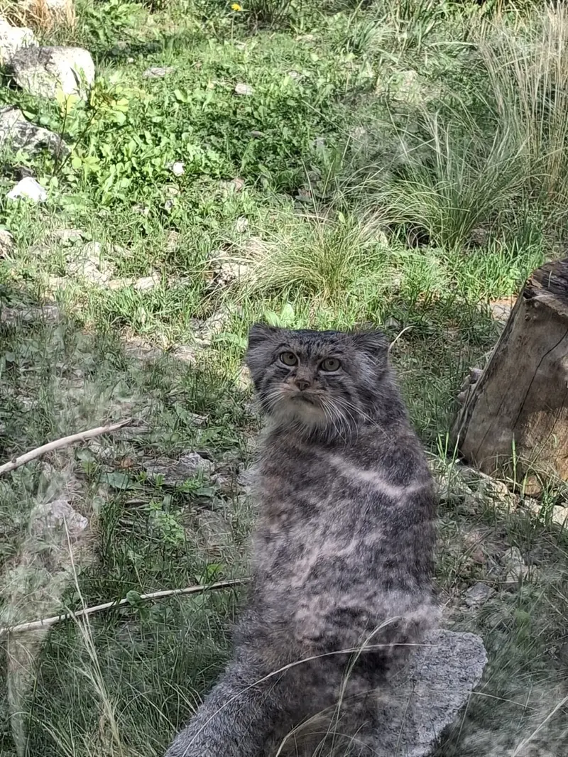 A photograph of a Pallas's cat